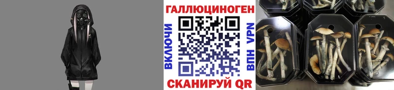 Псилоцибиновые грибы Psilocybe  где продают   Сольвычегодск 